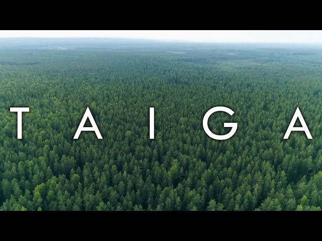 Video Pronunciation of Siberian larch in English Video Pronunciation of Siberian larch in English