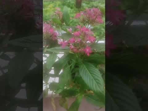 # pradipta's house #love #trueline #motivation # plant lover #viralvideo