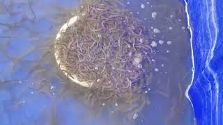 Doc la Nuôi cá trên sân thượng ( Làm bể nuôi coi thử)