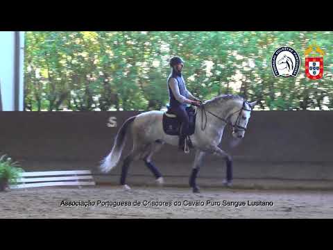 230129e30 1 Nº12 Ouro da Malhadinha por Pedro Sousa - Proj. Cavalos Jovens no Ensino 2023