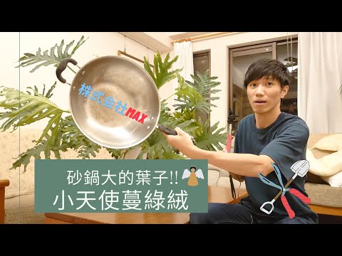 羽裂蔓綠絨分株