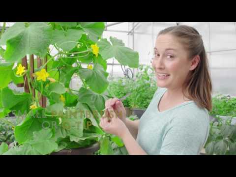 How to Hand-Pollinate for More Cucumbers