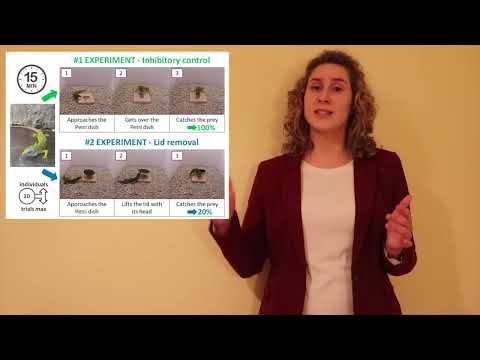 Tea Zulčić - Cognitive abilities of the European green lizard from the Sarajevo surrounding