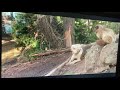Homeward Bound The Incredible Journey 1993 Waterfall Scene
