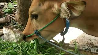 Download lagu sapi makan rumput di kandang beratap mp3