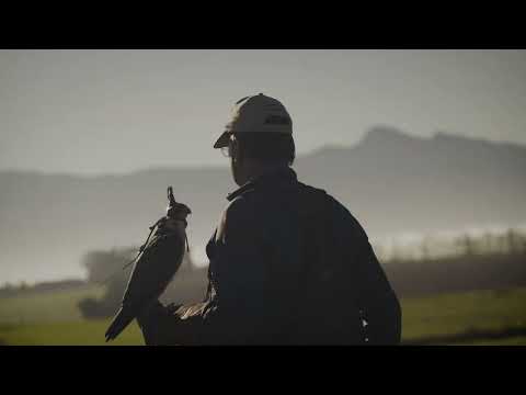 A FALCONRY DOCUMENTARY DR LOMBARD