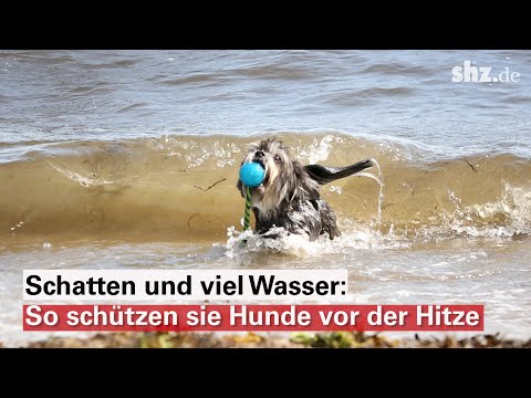 Heiße Hundstage: So schützen sie ihre Tiere bei Hitze
