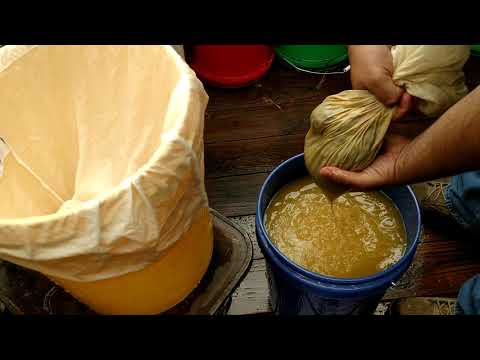 download lagu mp3 mp4 Dandelion Mead Recipe, download lagu Dandelion Mead Recipe gratis, unduh video klip Dandelion Mead Recipe