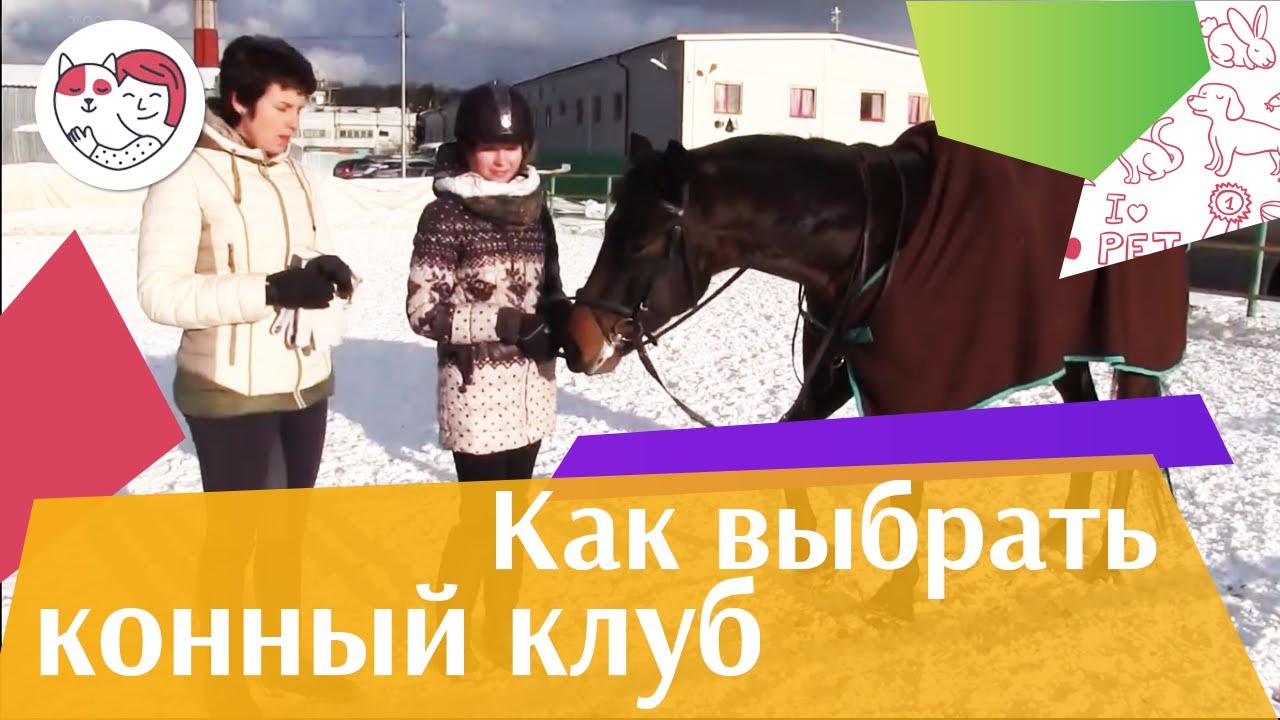 Первый визит на конюшню на ilikePet