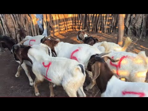 VENDE-SE SETE CABRITOS DA RAÇA BOER EM SOLEDADE NA PARAÍBA