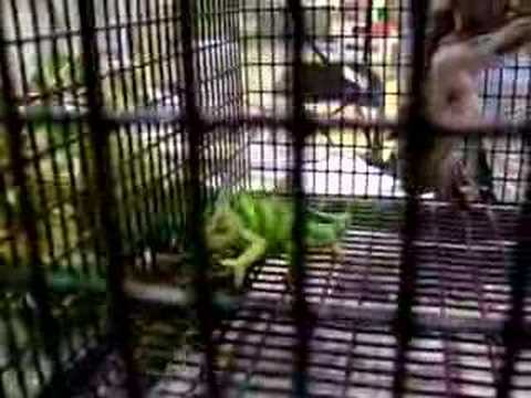 YouTube Video OUsJVEUuMLk