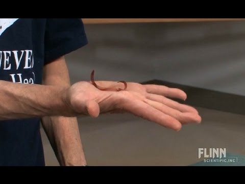 YouTube video about: What makes the fortune teller fish move?