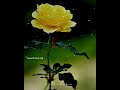 Malayalam Song Status Malayalam Song Whatsapp Status Malayalam Song Whatsapp Status Malayalam