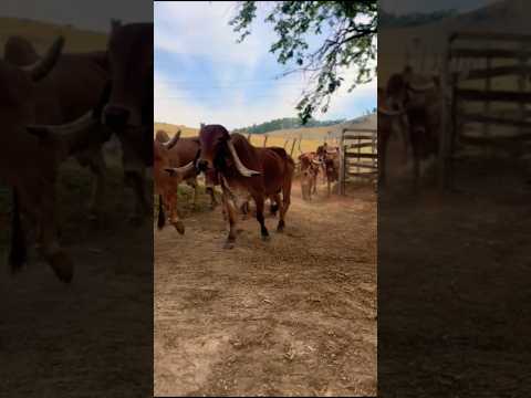 Lindos bois carreiros raros de Congonhal mg