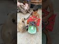 Monkey S Emotional Video Shorts