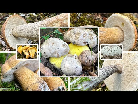 Speisepilze & Röhrlingsvielfalt im August | 14.08.2023 | Vergleich Gallenröhrling & Bitterröhrling