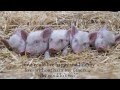 5 Piglets Running