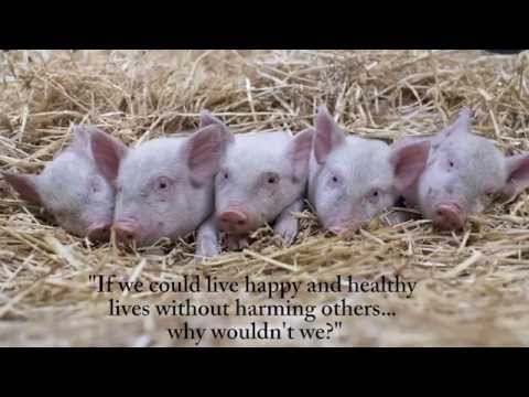 download lagu mp3 mp4 Running Piglet, download lagu Running Piglet gratis, unduh video klip Running Piglet