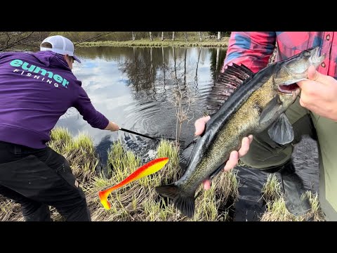 Kuhaa rannalta - Kevään parhautta ilman venettä - Kuhan jigikalastus - Kuhan jigaus - Kalastus