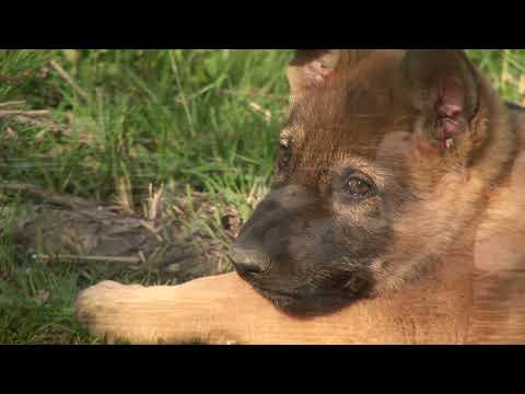 Boarischer Nr. 24 - A Musi zum Gernhabn, Teil 6
