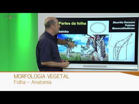 Plant Morphology - Class 15 - Leaf - Anatomy