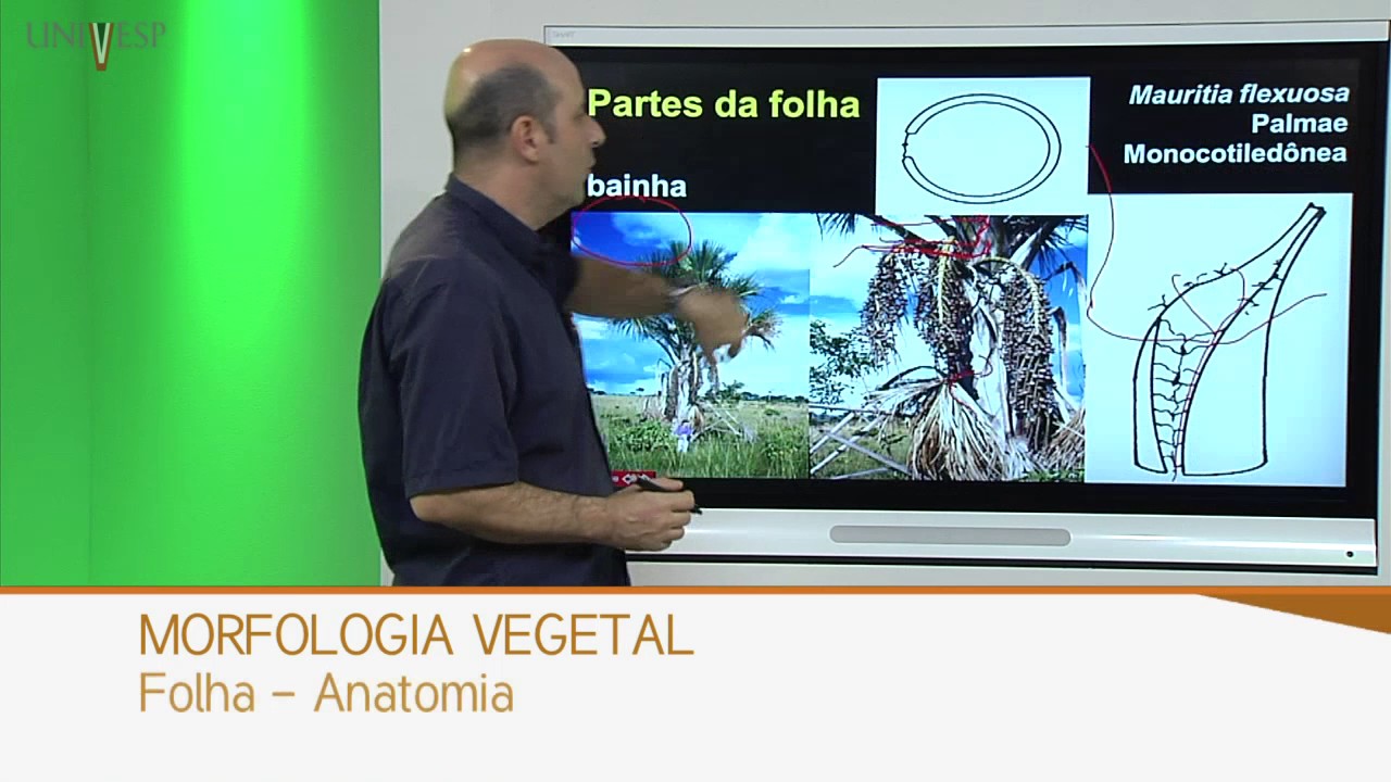 Morfologia Vegetal - Aula 15 - Folha - Anatomia