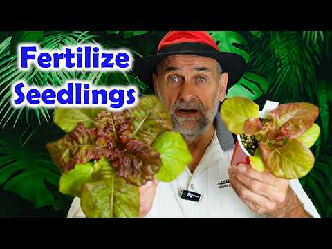 Grow Bigger Seedlings - Fertilizing Correctly
