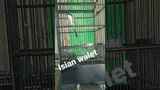 Download lagu cendet isian burung Walet mp3 Download lagu cendet isian burung Walet mp3
