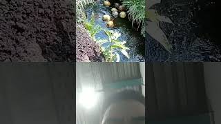 Download lagu unique coconut harvest #feedshorts #automobile #fyp #farmers #copra mp3 Download lagu unique coconut harvest #feedshorts #automobile #fyp #farmers #copra mp3