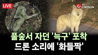 [???? 무조건 간다 LIVE] 풀숲서 단잠 자던 '늑구' 포착, 드론 소리에 깜짝 놀라···늑구 탈출 8일째 수색 '장기화'