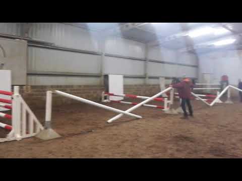 Isana - Durango VDL x Coupe d'Or 2y old mare