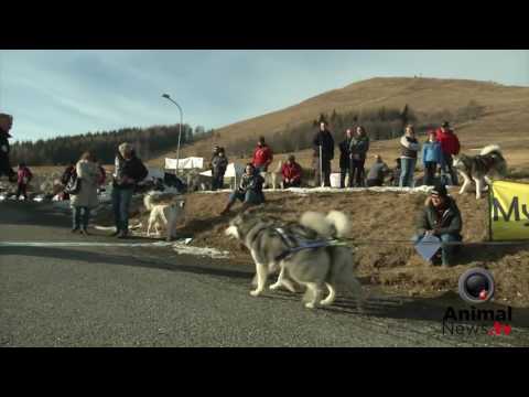 Winter Winner 2017 - Malamute Day 2017 - Character Test Judge Mozzillo