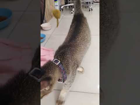 funny cats#youtubeshorts #cat #shorts #shots