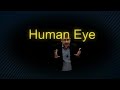 Human Eye Structure Of Human Eye CBSE Class 10 Science