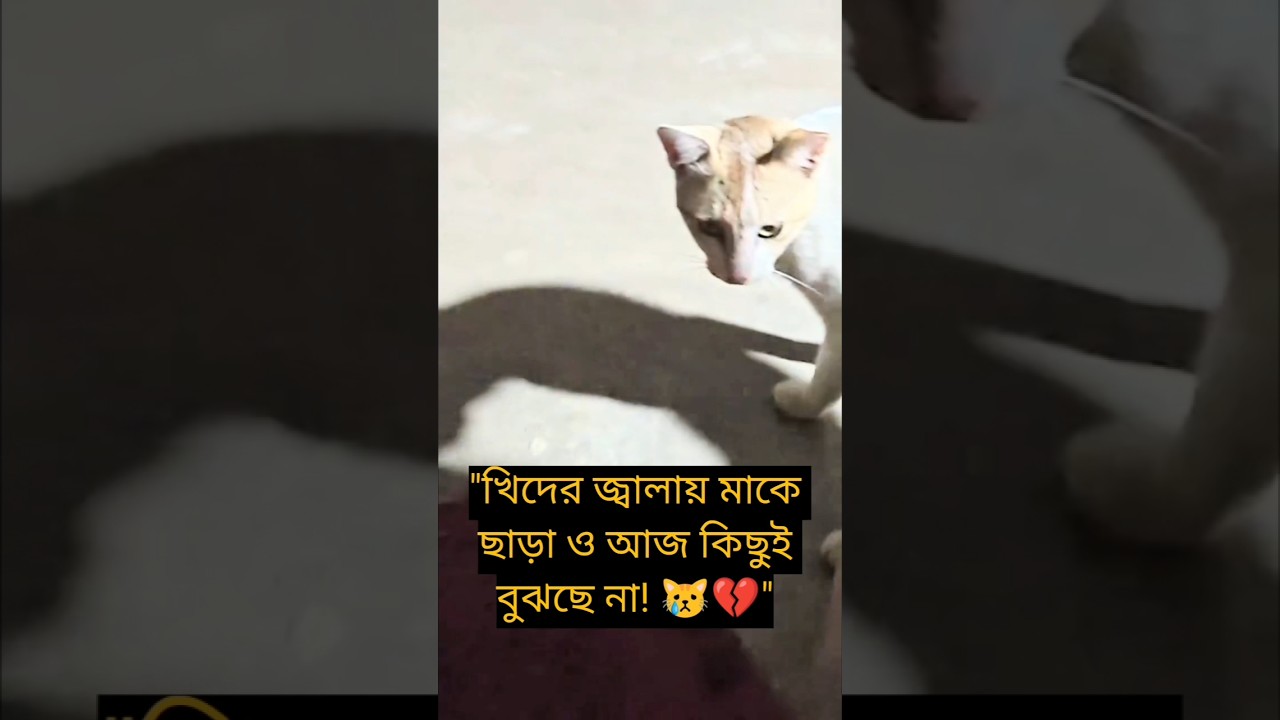বিস্ময়কর! বাইরে থেকে ফিরেই ধসা 