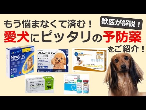 硫黄を使った犬の疥癬の家庭薬