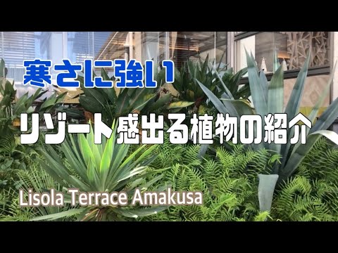 耐寒性の花: 冬でも外にいても大丈夫な植物はどれですか?  庭園