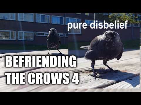 Befriending the Crows - Part 4: One Year Progress