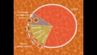 Cell Cycle  and  the Cell Division