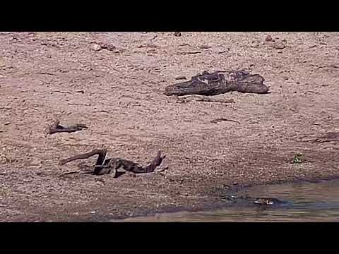 Djuma: Monitor Lizard swimming around in the dam - 16:43 - 11/28/20