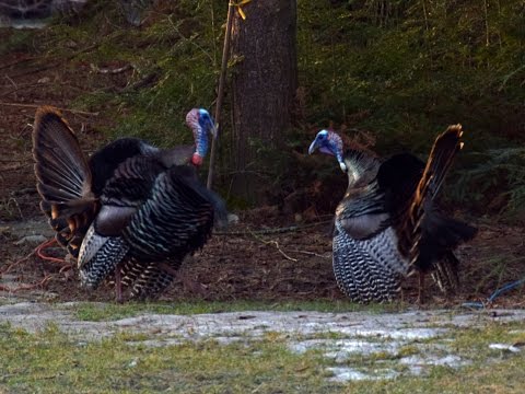 Combat de dindons sauvages, 04/18/2015 - Wild Turkey Fight
