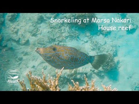 Snorkeling at Nakari House reef