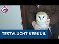 Testvlucht voor kerkuil in vogelopvang: 'Als hij weer kan vliegen, laten we hem vrij' - OMROEP WEST