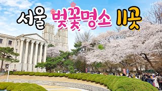 Seoul Travel Cherry Blossom Path Spots