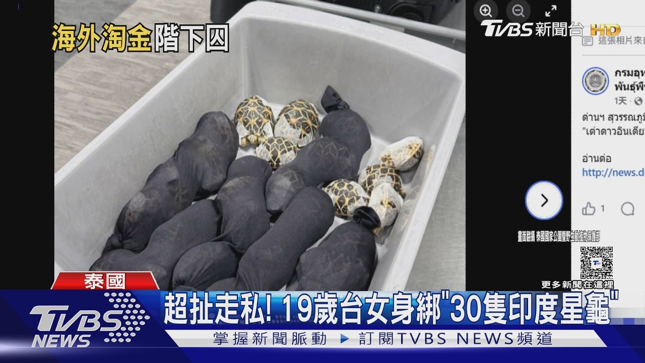 影音/19歲女走路太怪遭攔! 身綁30隻「瀕絕星龜」闖關被逮