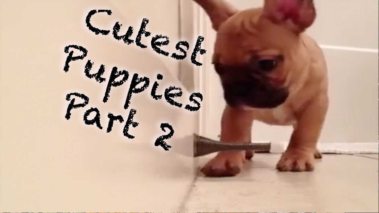 Cutest Puppies Compilation (Part 2)
