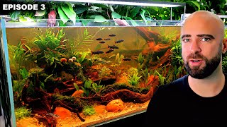 TERRIBLE START: Brown Water, Shrimp, Fish & Snails Added |EP3| Self Balancing Ecosystem Aquarium