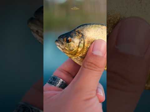 Lago Yacumama 🏝️