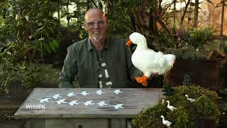 Wissen vor acht - Dumme Gans - Von wegen! - Thomas D präsentiert Fakten rund um Gänse