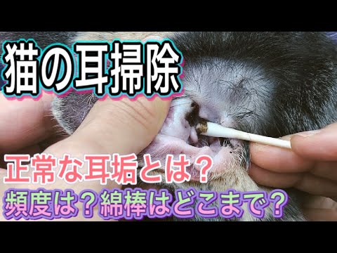 猫の耳の黒い耳垢 - 原因と治療法